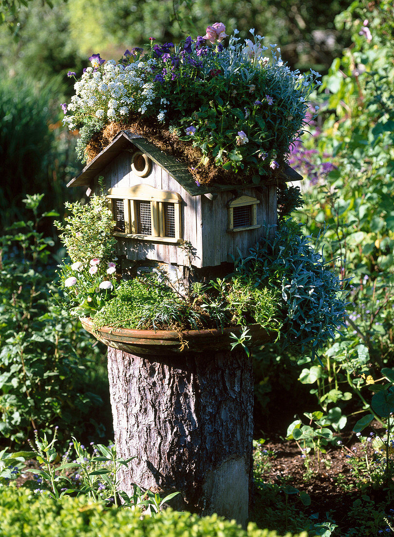 Bird house with green roof and front garden, Iberis (ribbon flower)