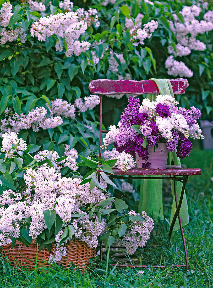 Syringa vulgaris (white lilac) in basket, vase with bouquet of lilacs
