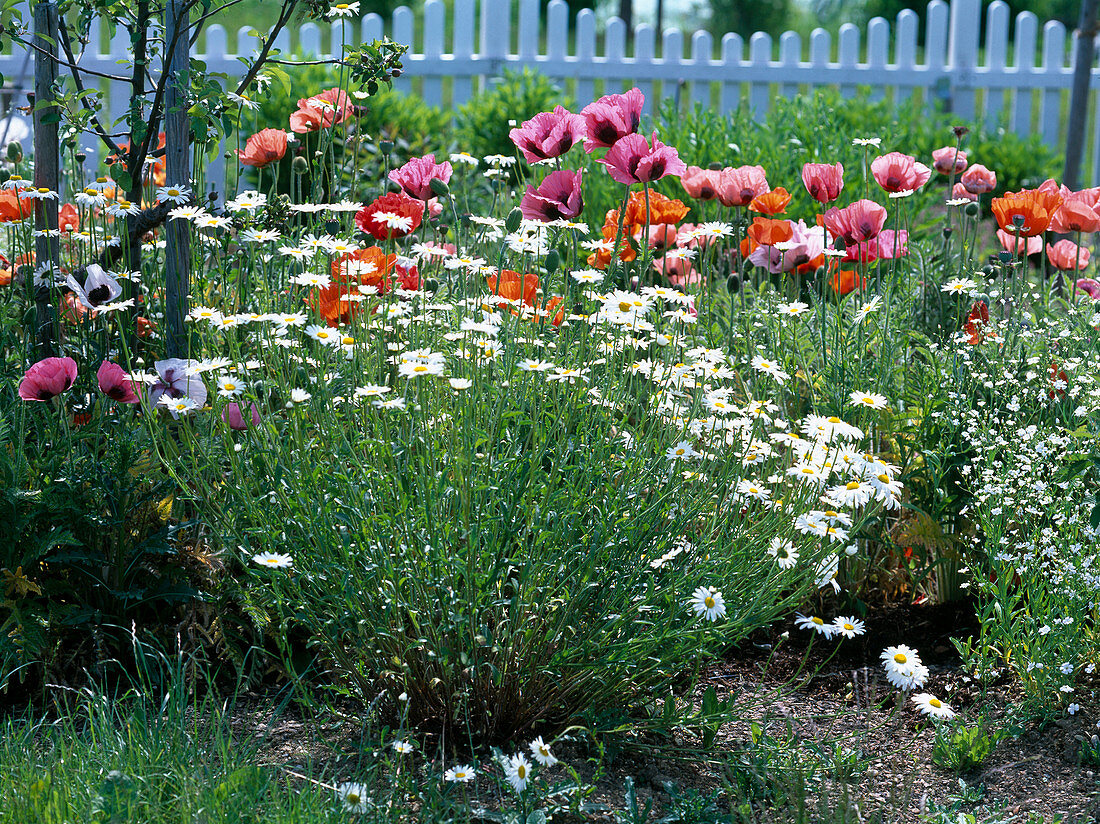 Leucanthemum / Frühlingsmargerite, Papaver orientale