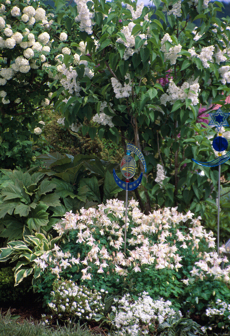 Viburnum (Snowball), Syringa 'Mme Lemoine' (Lilac)