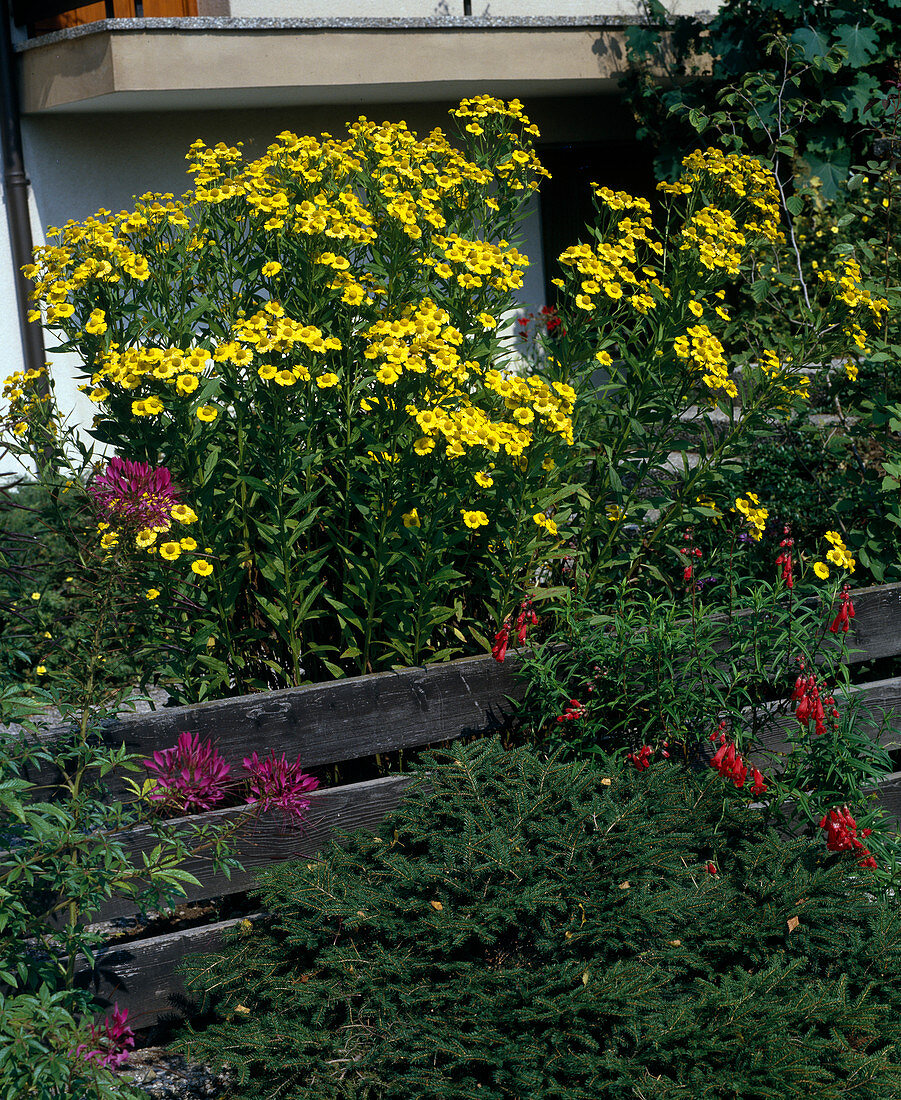 Helenium 'Kugelsonne' (Sonnenbraut)