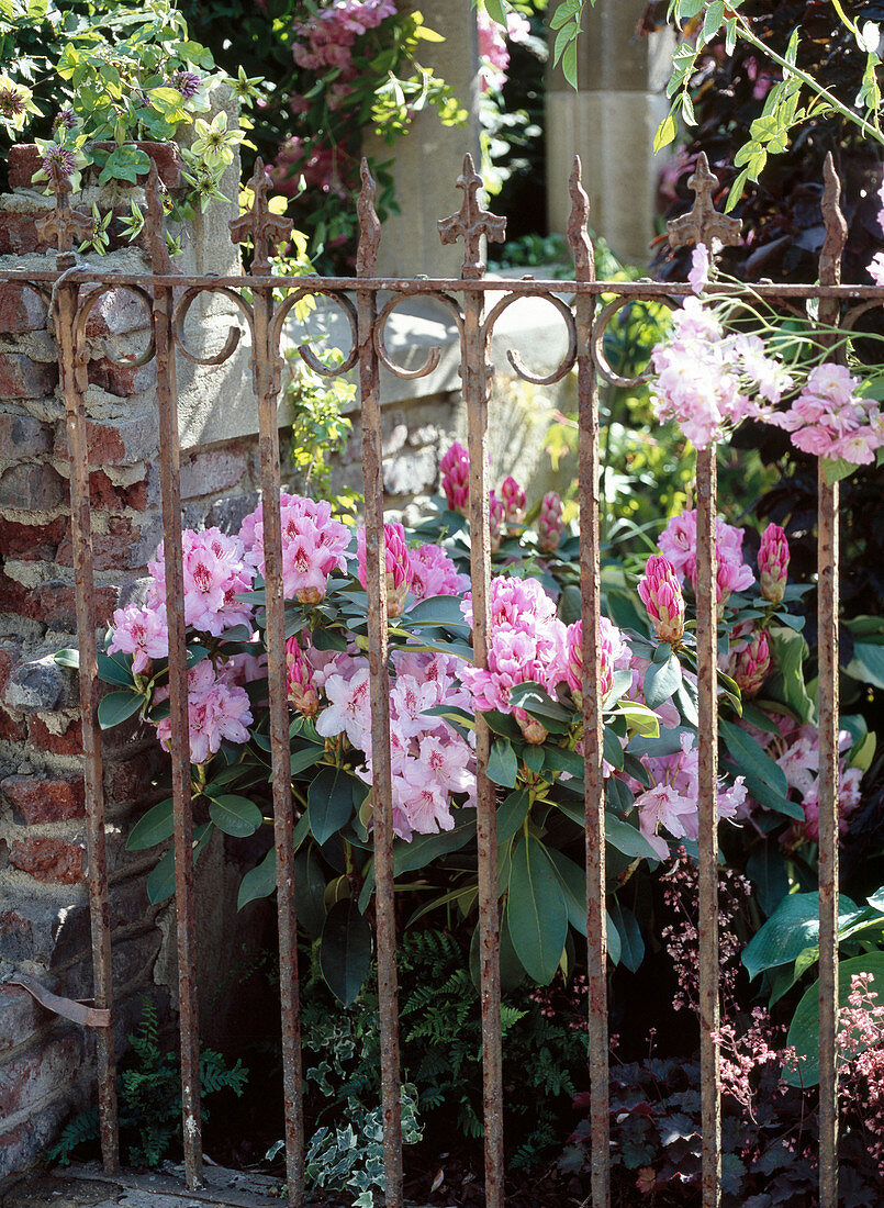 Blühender Rhododendron hinter altem, verrosteten Gartenzaun