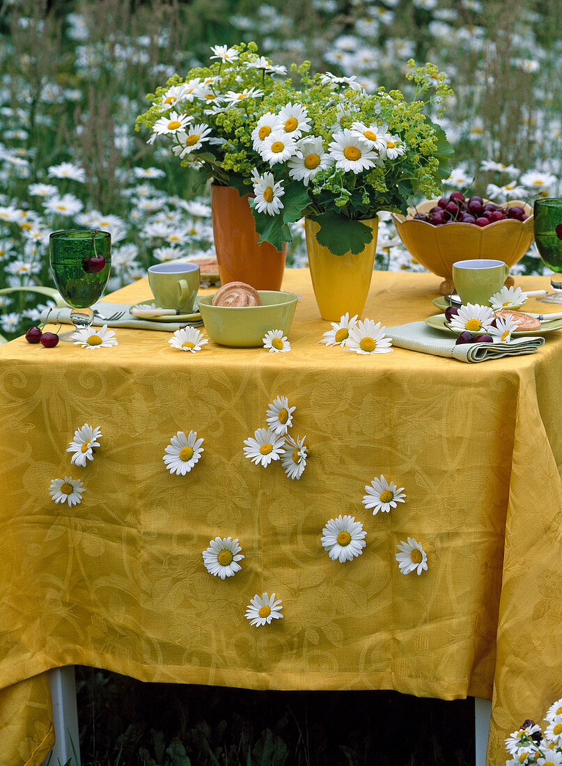 Leucanthemum (Spring daisy), Alchemilla (Lady's mantle)