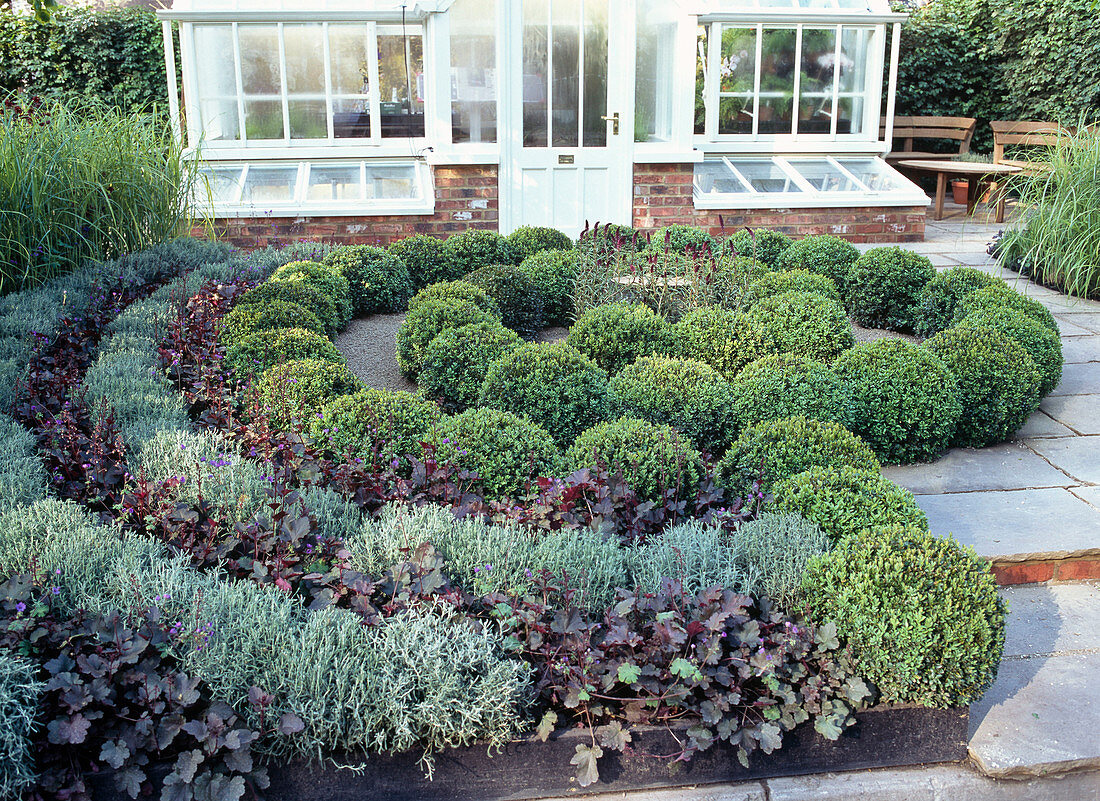 Spiral of Buxus (boxwood) framed by Heuchera (purple bellflower)