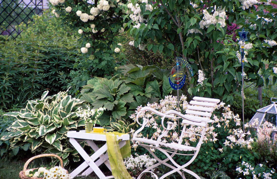 Green and white: Hosta (Funkie), Rodgersia (Schaublatt), Aquilegia