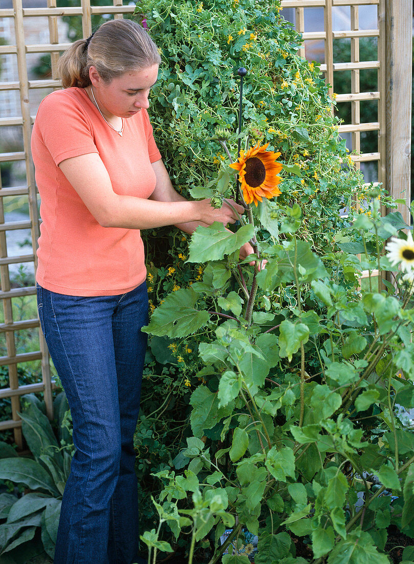 Tie Helianthus 'Ring of Fire' (sunflower) to the pole