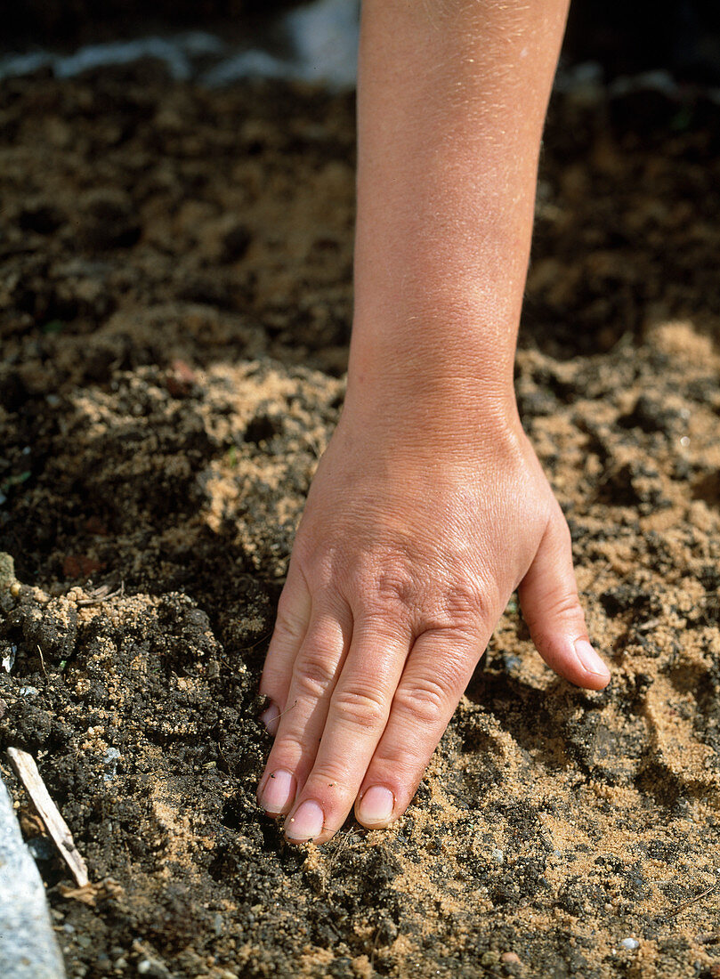 Plant of a seedling flower bed