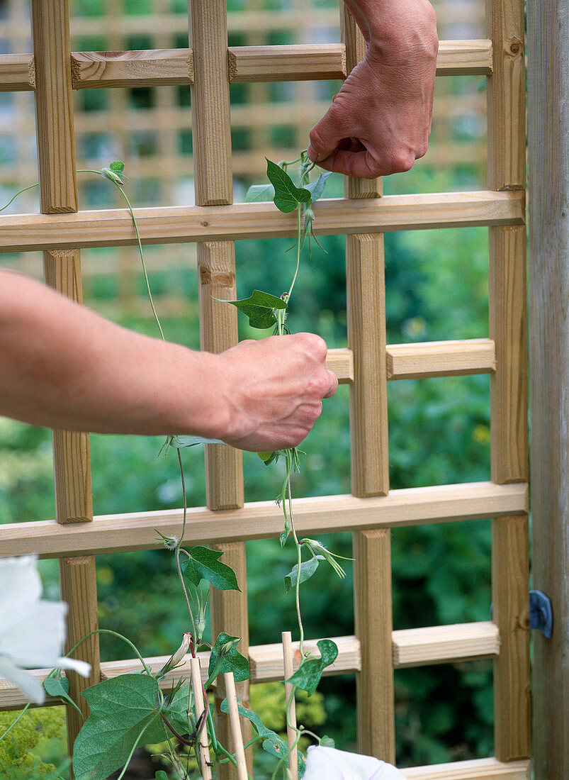 Changing bedding plants through the year