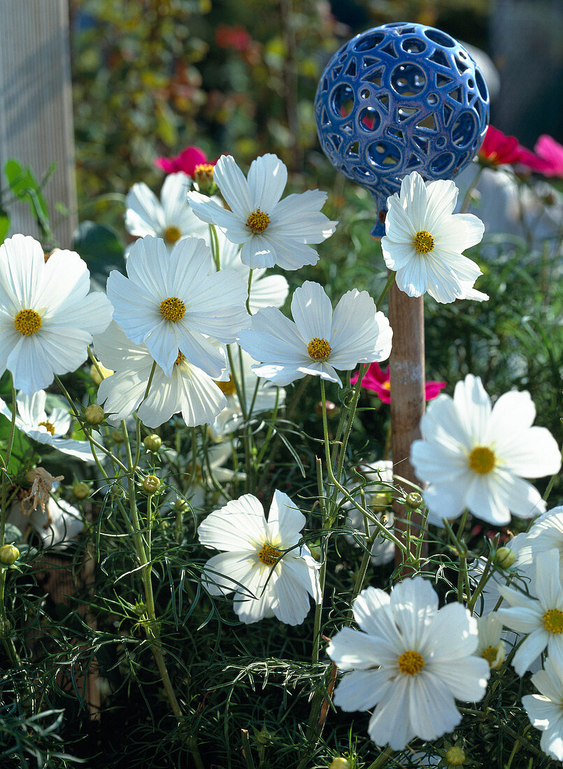 Cosmos bipinnatus 'sonata White' (common cosmos)