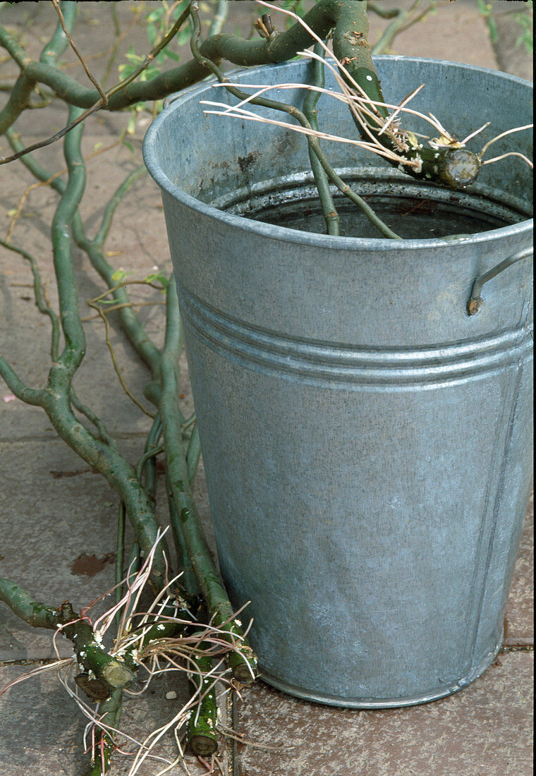 Putting branches of Salix (corkscrew willow) in water