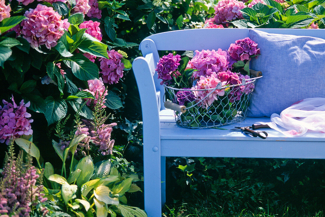 Hydrangea macrophylla (Hydrangea)