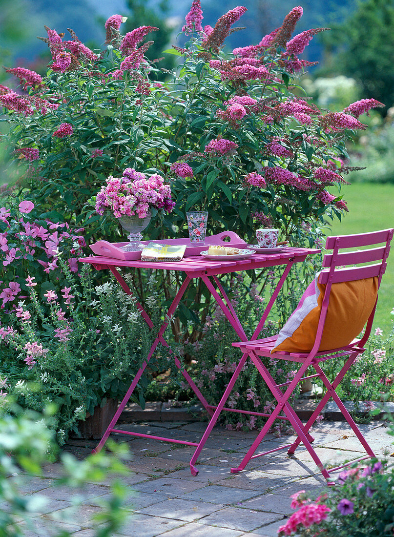 Buddleja 'Pink Delight' (butterfly lilac)