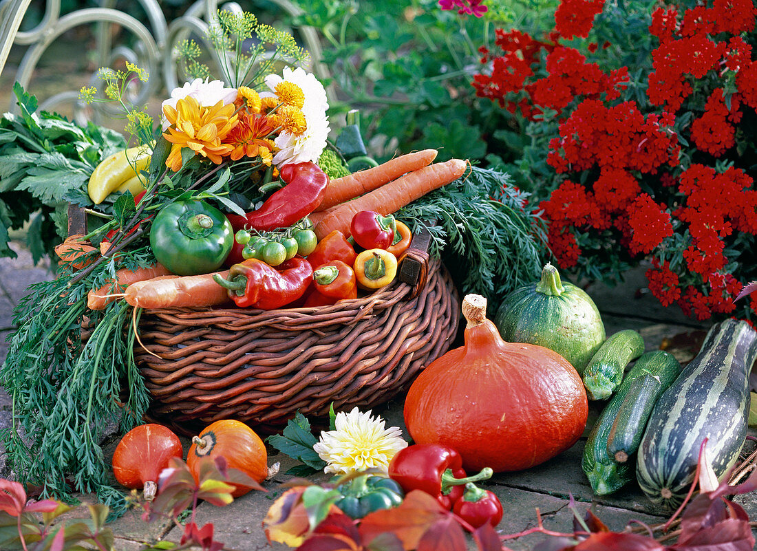 Cucurbita / Kürbisse und Zucchini, Capsicum / Paprika