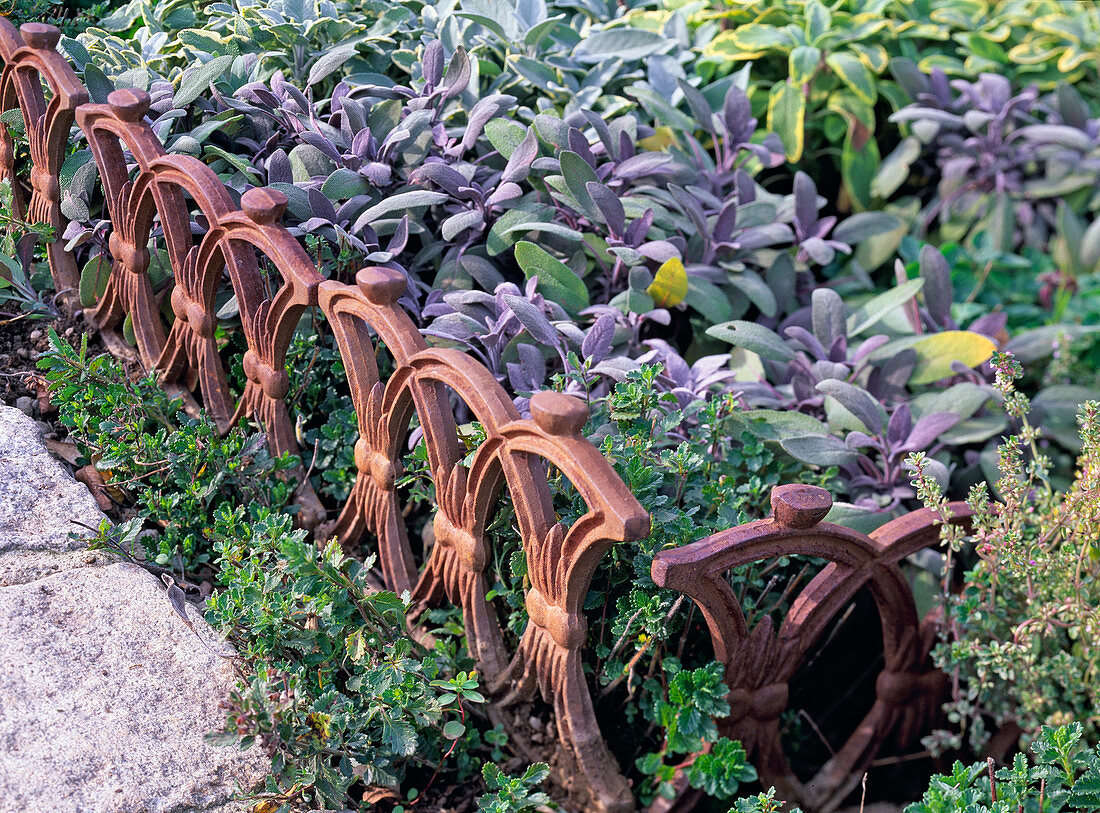 Salvia officinalis 'Purpurascens' / rotlaubiger Salbei