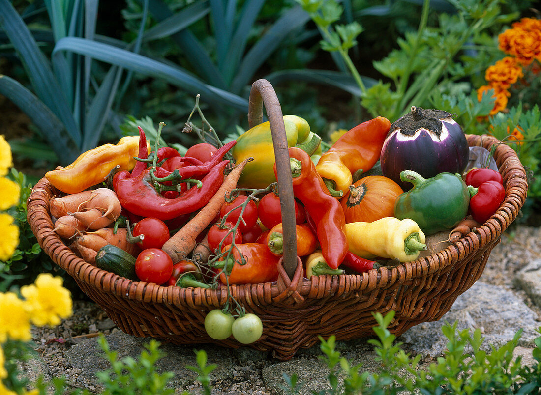 Basket with Capsicum (peppers), Lycopersicon (tomatoes)