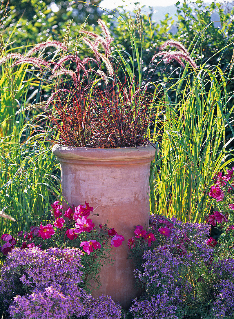 Pennisetum 'Rubrum' (feathered grass)