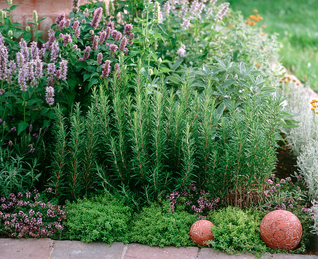 Rosmarinus / Rosmarin, Agastache / Duftnessel