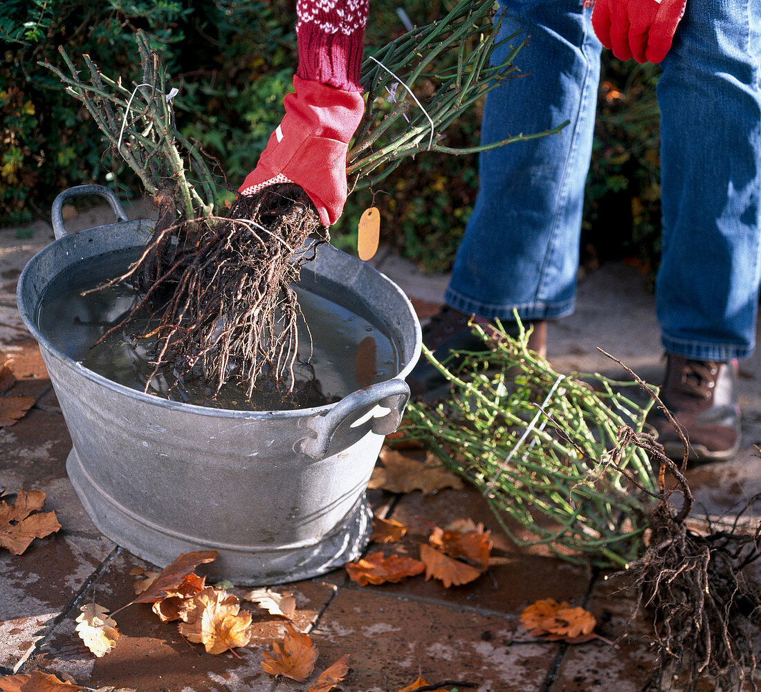 Rosa (woman places bare-root roses before planting)