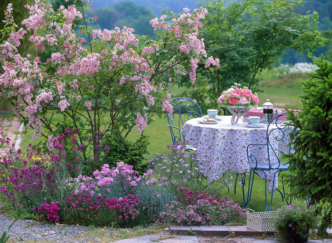 Syringa reflexa (ground lilac), Dianthus (carnation)