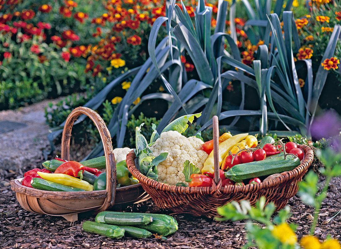 Allium (leek), Tagetes (marigolds)