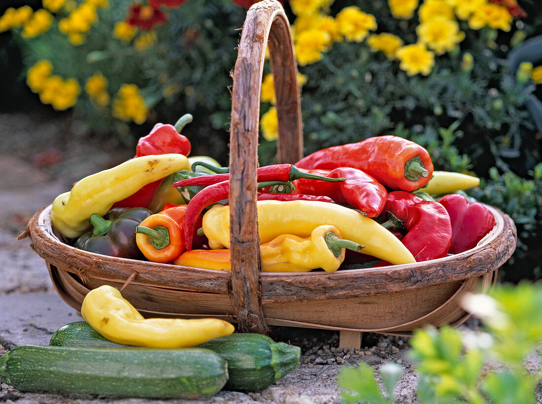 Cucurbita (courgettes), Capsicum (peppers)