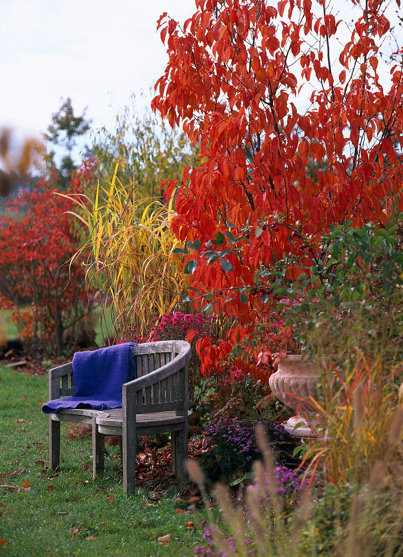 Prunus sargentii scarlet cherry, Miscanthus miscanthus, Malus ornamental apple