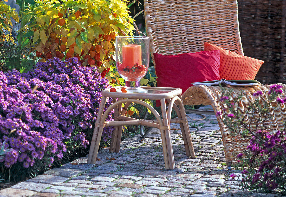 Aster 'Sapphire' (cushion star), Physalis (lanterns)