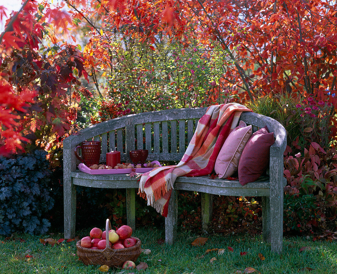 Wooden bench, autumn bed, Amelanchier (rock pear), Symphoricarpos (coral berry)
