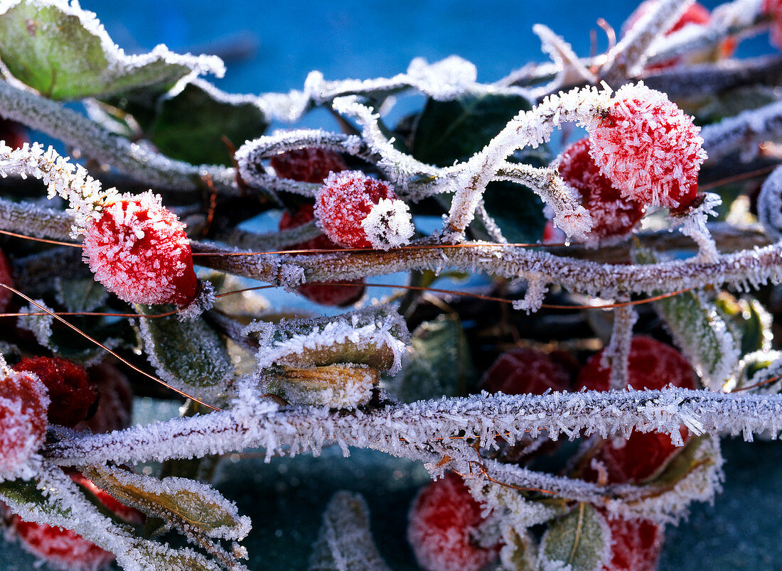 Hedera (ivy), Rosa (rose hips). Detail of wreath with hoarfrost