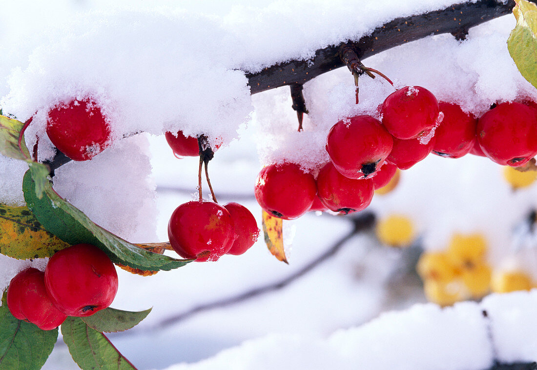 Malus 'Red Sentinel' (ornamental sprig branch) with snow