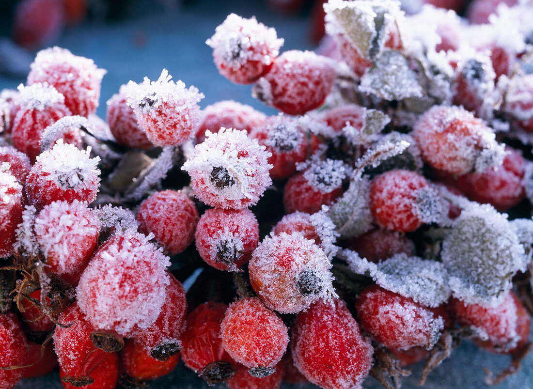 Pink (rose hips in hoar frost).