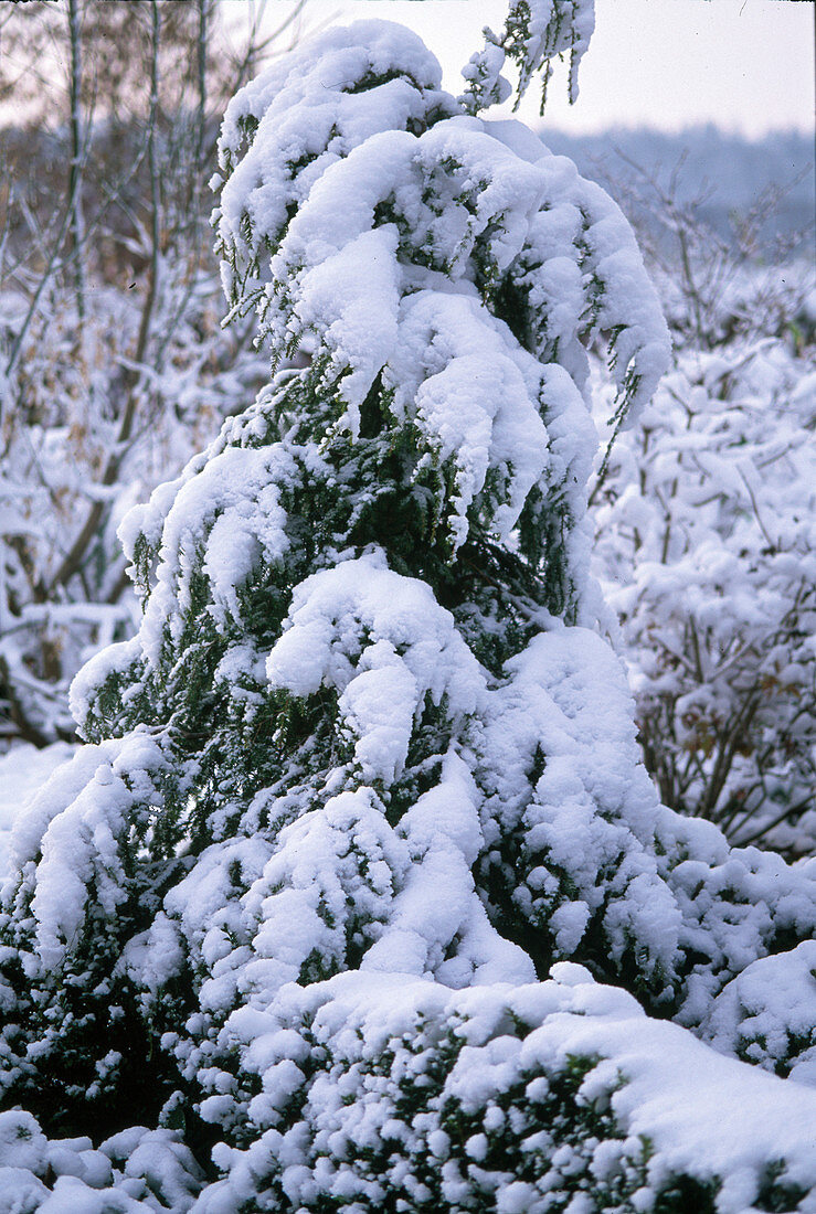 Tsuga canadensis (Canadian hemlock)