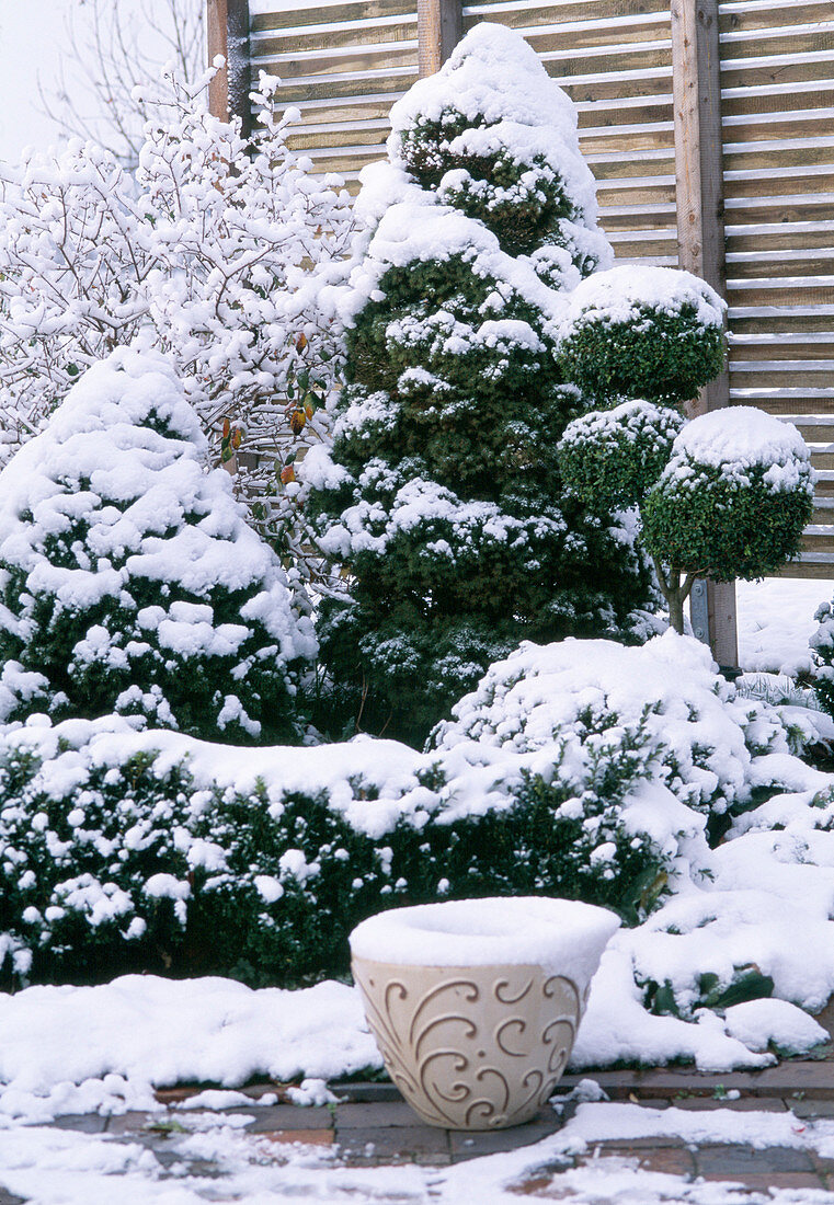 Picea glauca 'Conica' / Zuckerhutfichten, Buxus / 3er Buchskugelstämmchen, Buchs