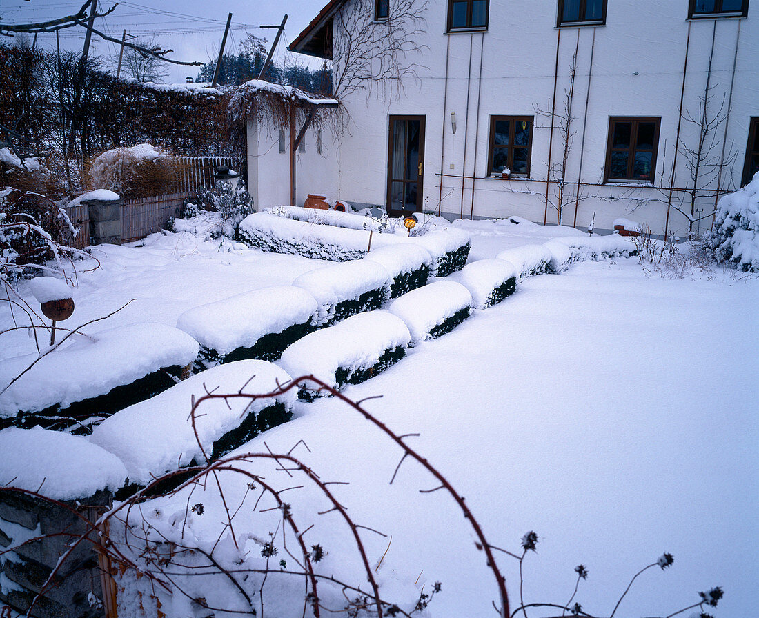 Buxus (snowy box hedges) in the garden, view of terrace