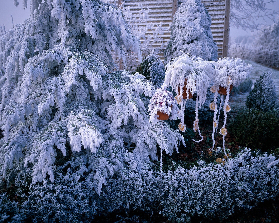 Tsuga canadensis (Canadian hemlock), Buxus (box hedge), plants in pots