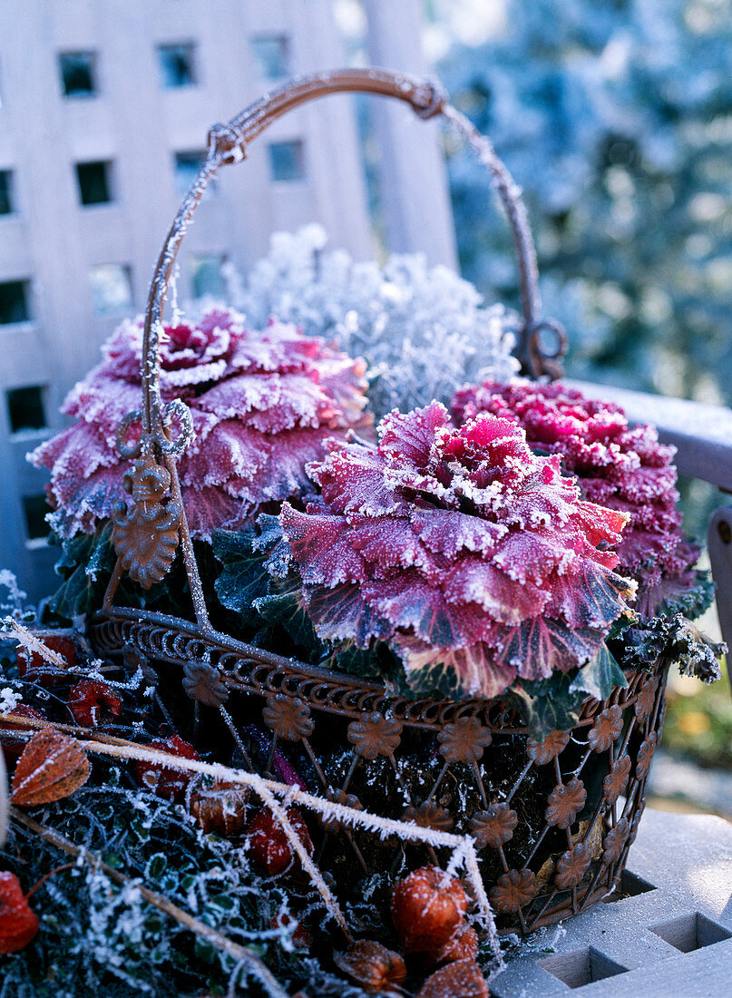 Brassica (ornamental cabbage) with hoarfrost in an iron basket, Physalis (lantern flower)