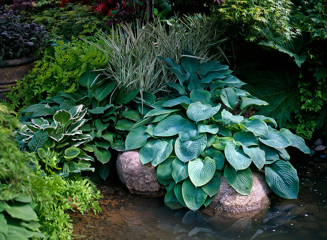 Hosta sieboldiana (Blue-leaved Hosta), Phalaris (Reed-grass)