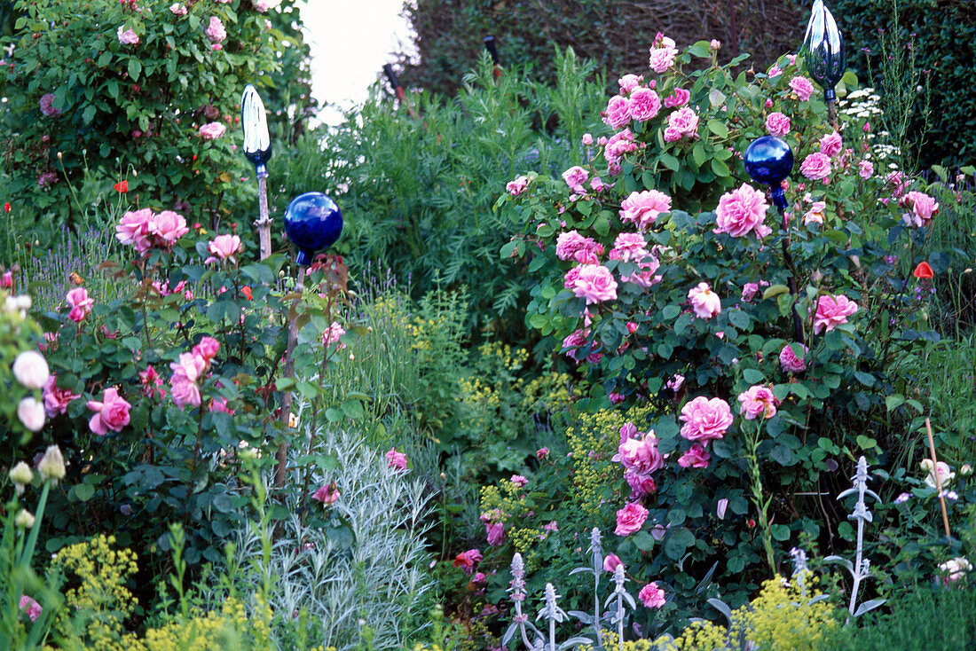 Rosa 'Comte de Chambord', ' Sir Walter Raleigh' (historische Rosen)