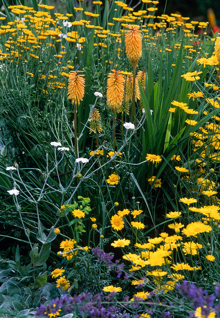 Kniphofia 'Bees Sunset' (torch lily), Anthemis tinctoria (dyer's chamomile)