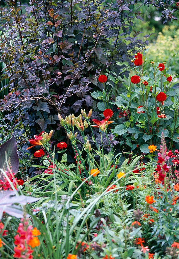 Hemerocallis (Daylily), Dahlia (Pompondahlia), Antirrhinum