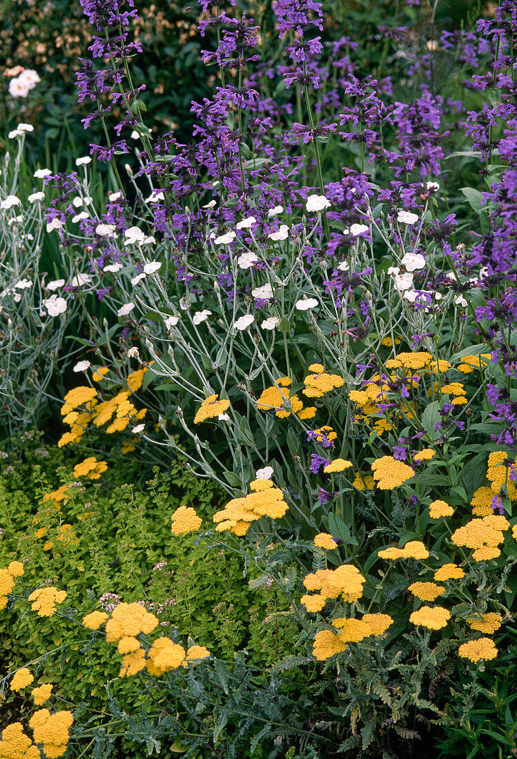 Nepeta sibirica (Catmint), Lychnis coronaria 'Alba' (Vexier-