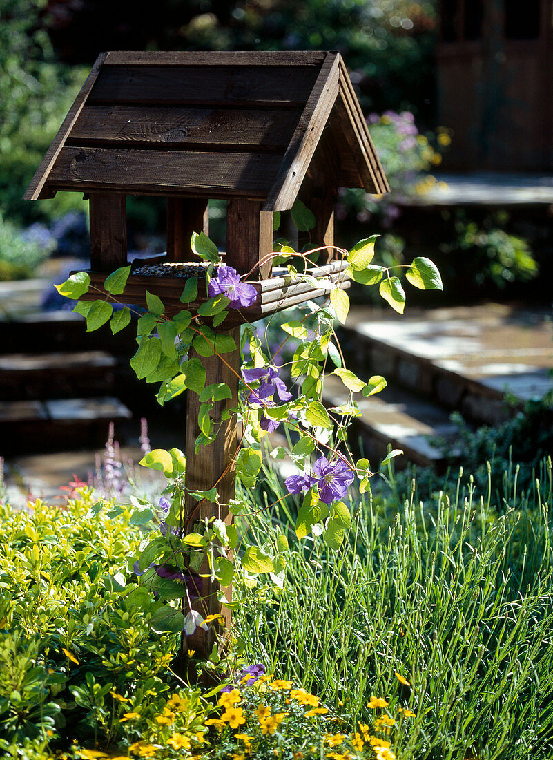 Vogelhaus mit Clematis / Waldrebe