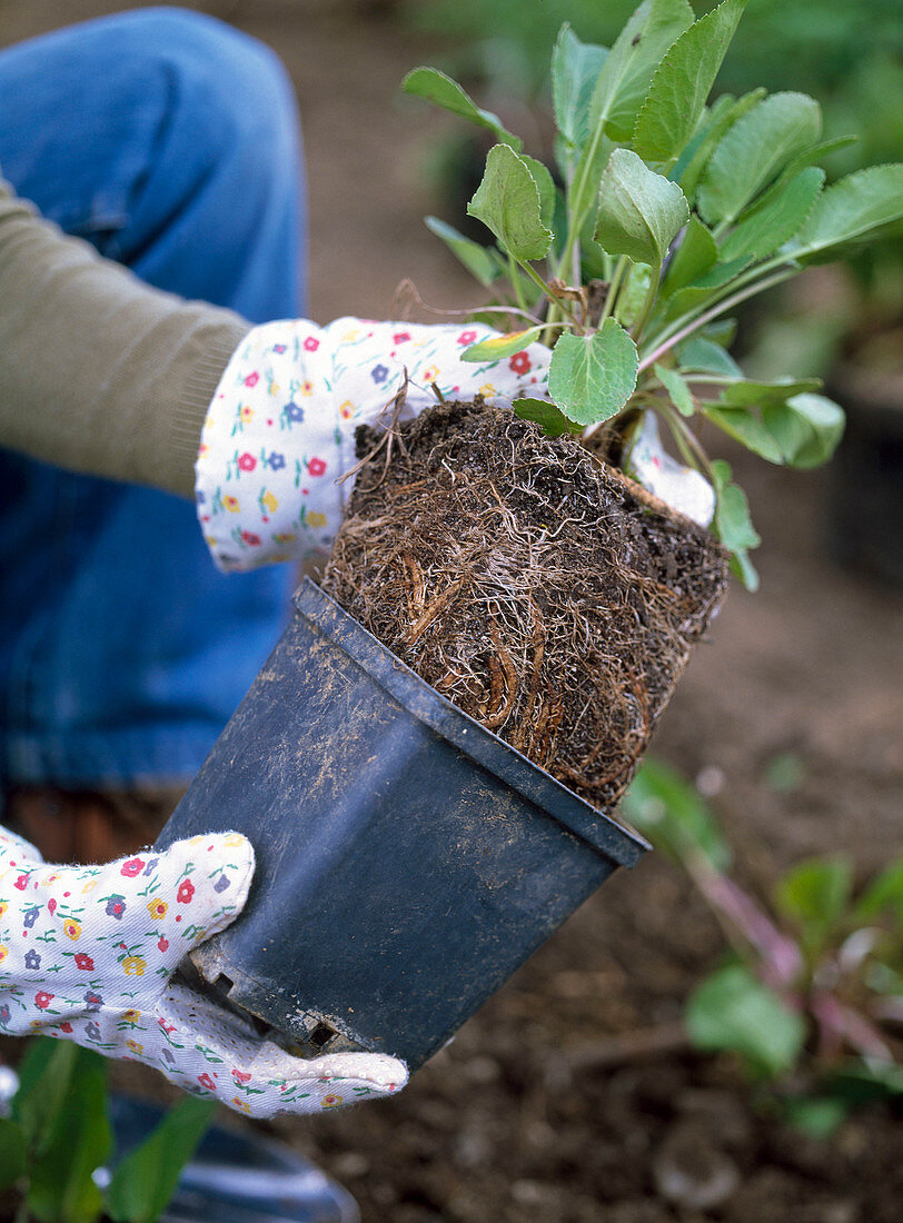 Plant perennial flowerbed