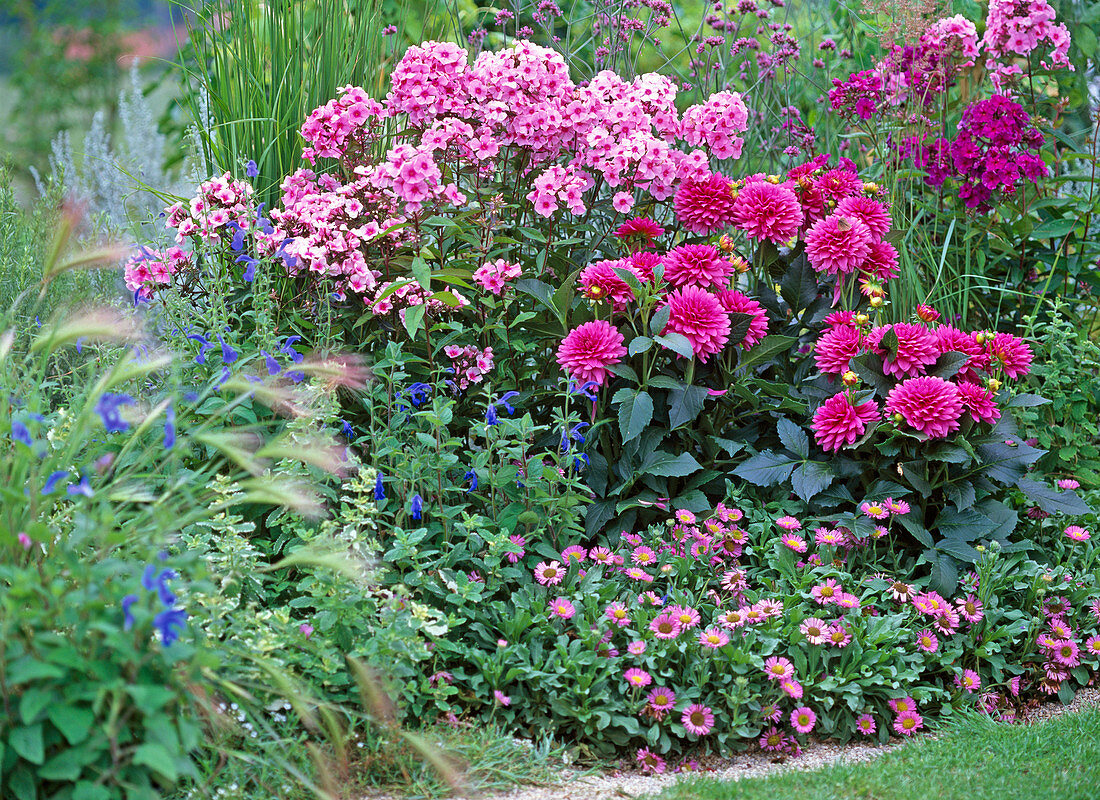 Phlox 'Country Wedding' (Phlox)