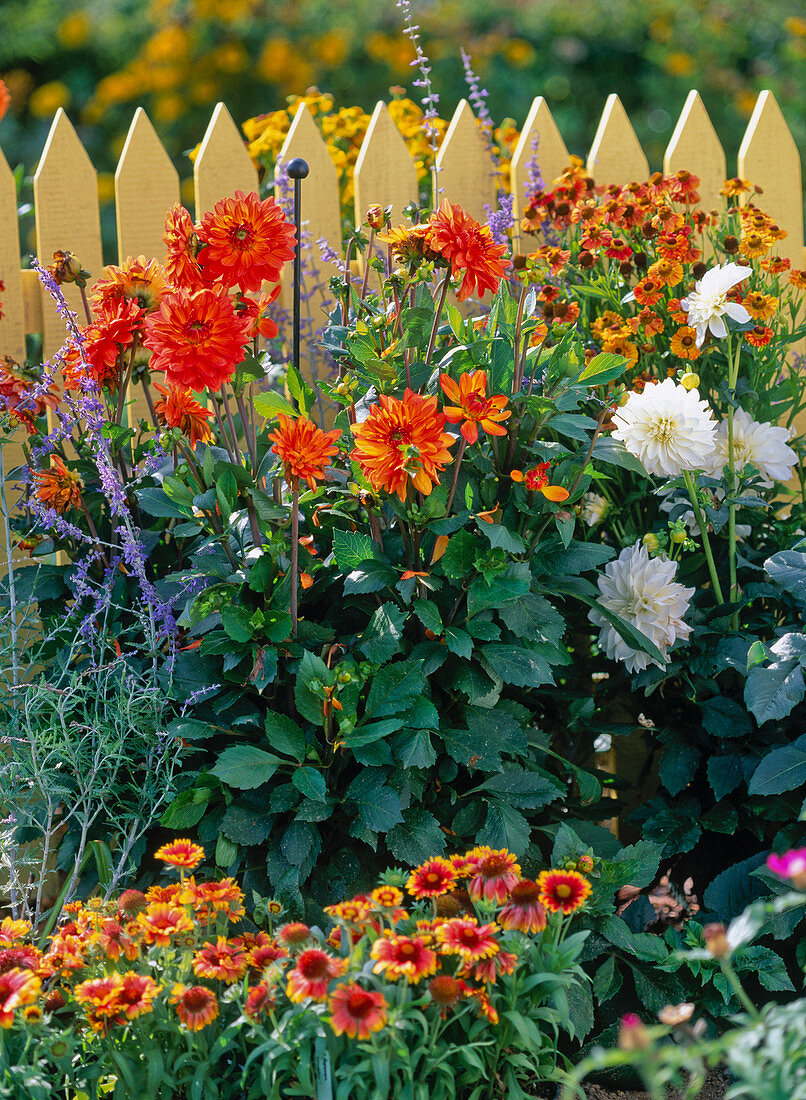 Dahlia, Helenium (Sun Bride)