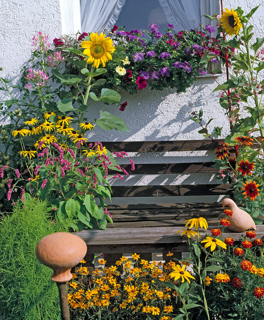 Wooden bench overgrown with perennials