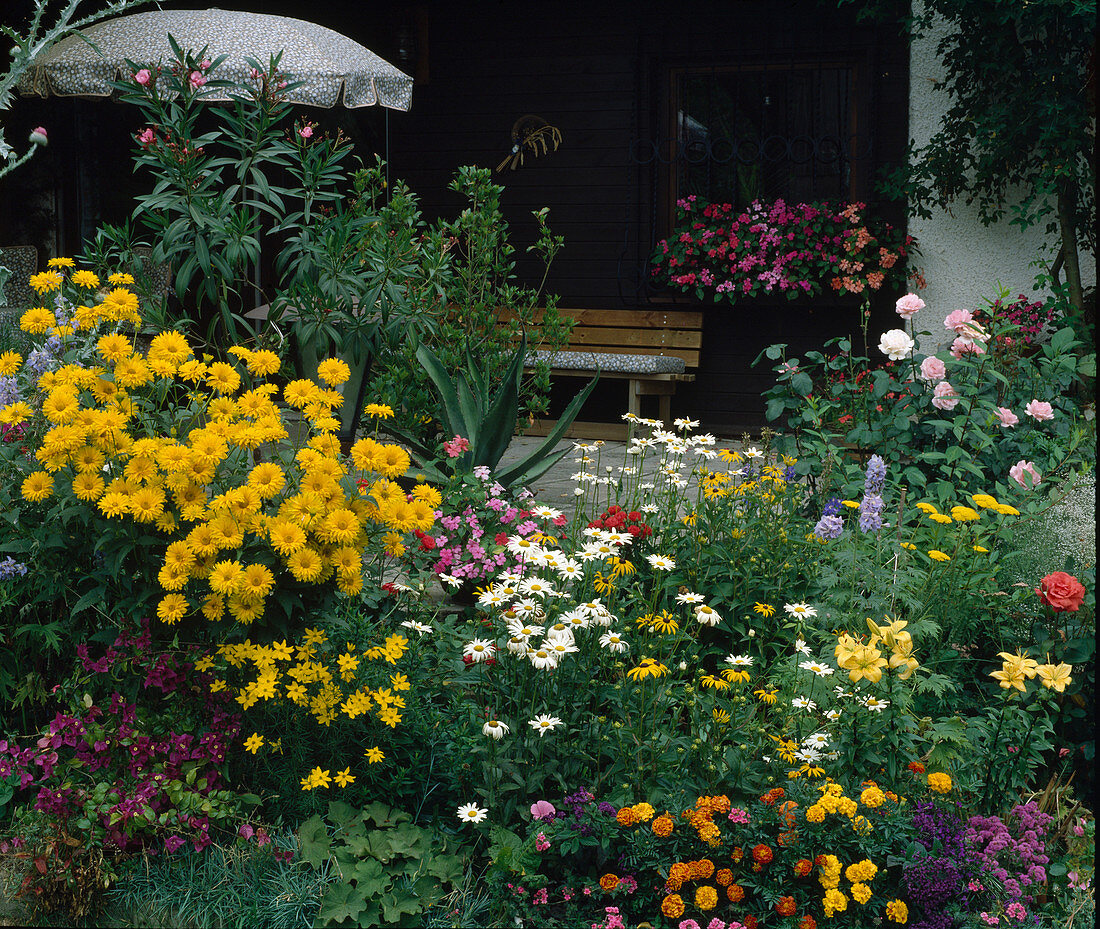 Lilium 'Citronella' Chrysanthemum