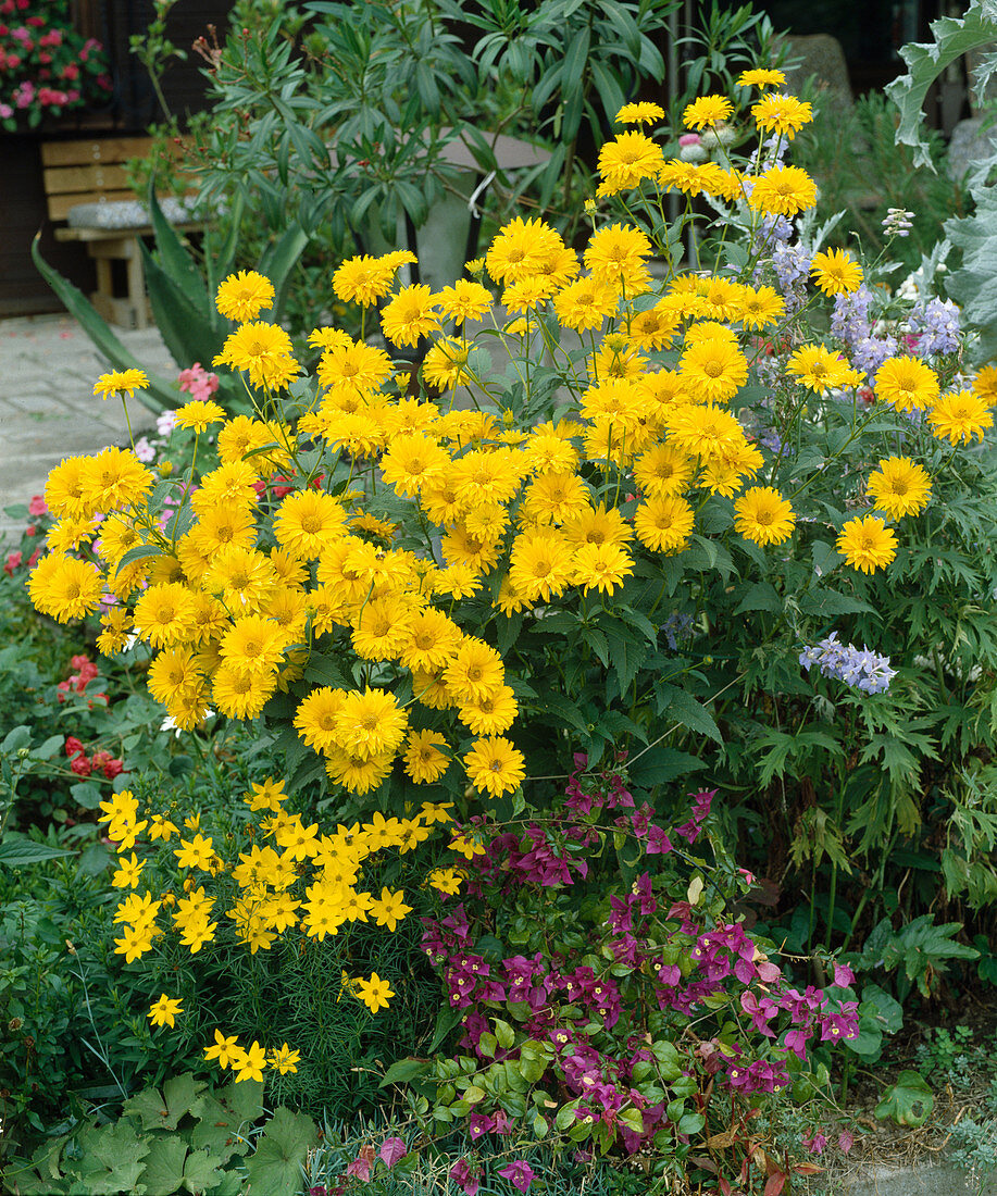 Heliopsis scabra, Coreopsis verticiliata