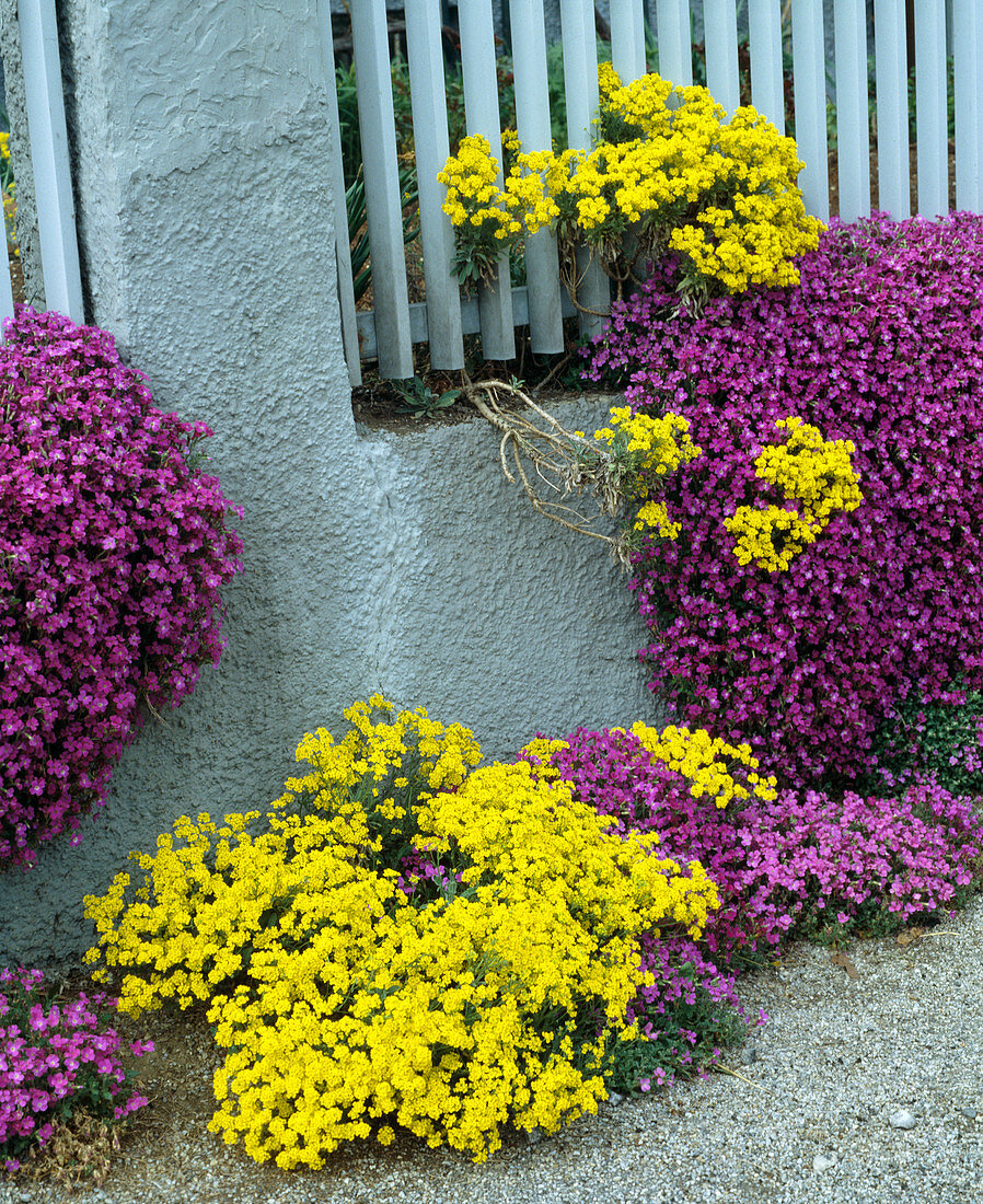 Alyssum saxatile 'Compactum' (Stonewort)