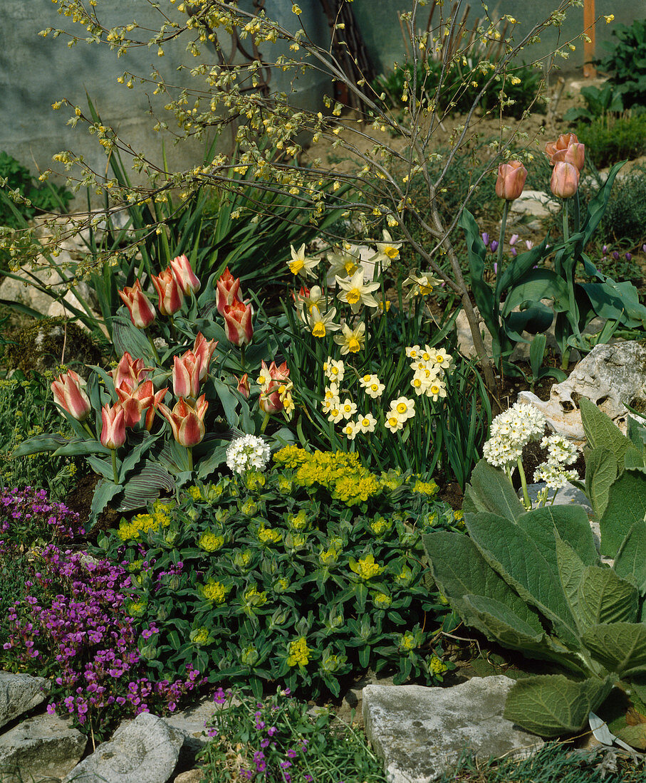 Euphorbia polychroma, Tulipa 'Plaisir'